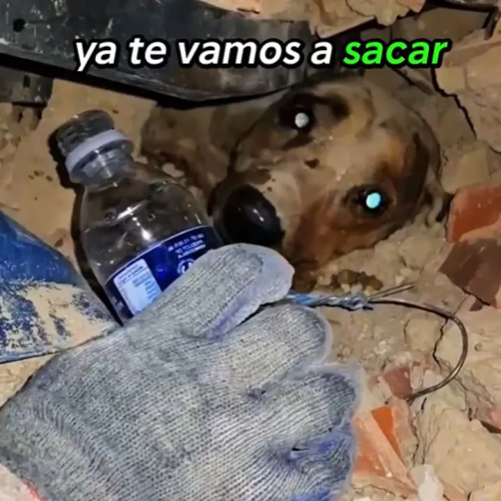 imagen dada